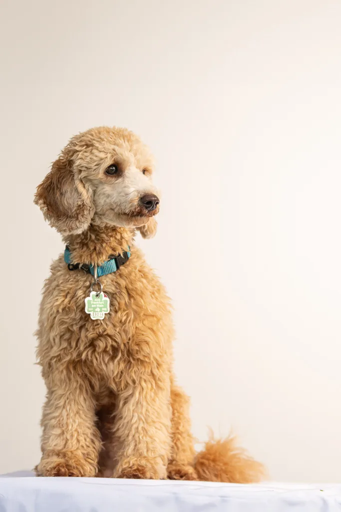 Goldendoodle beim Fotoshooting – Mobiles Pfotenstudio